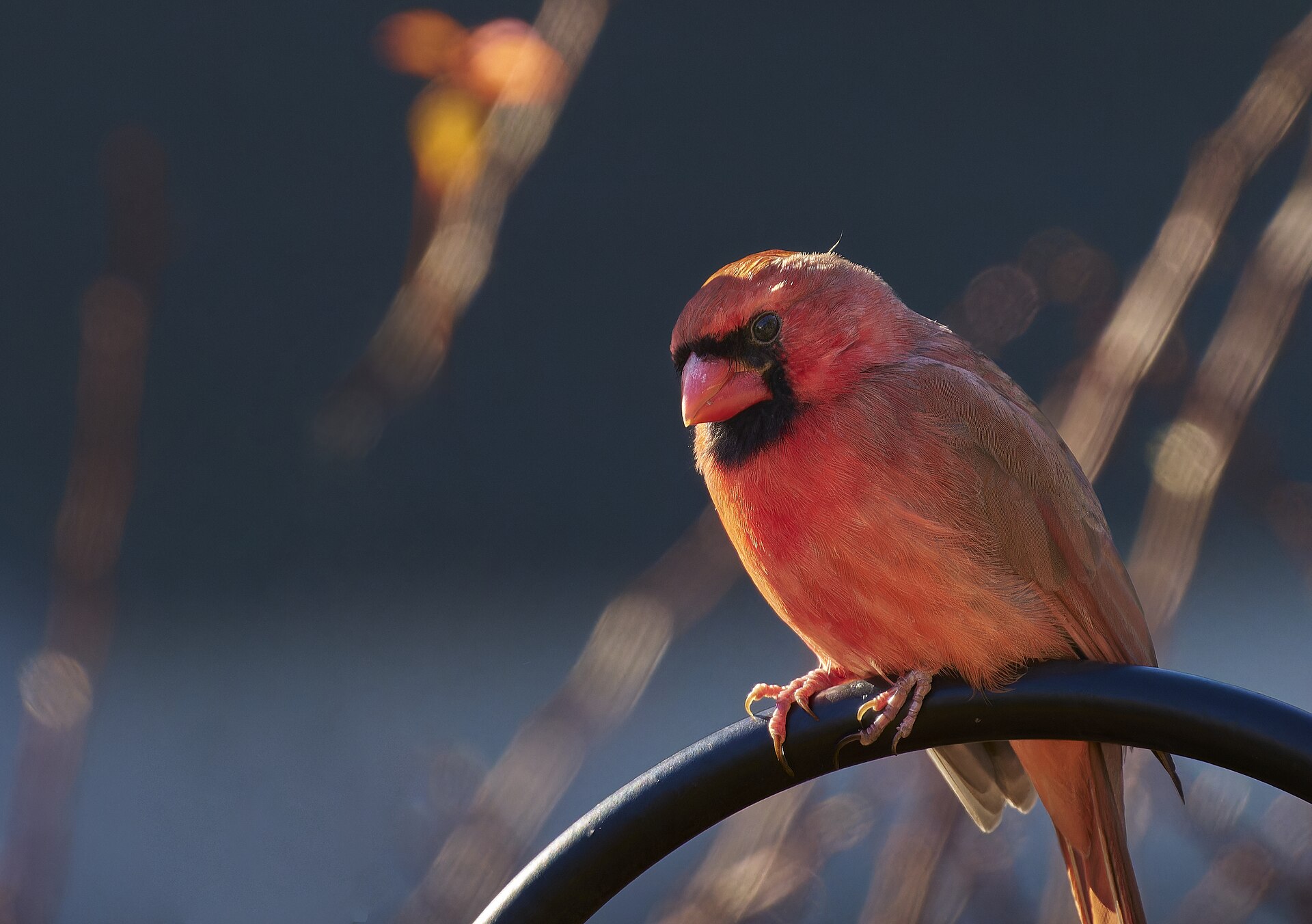 A Northern Cardinal returning to a familiar backyard perch
